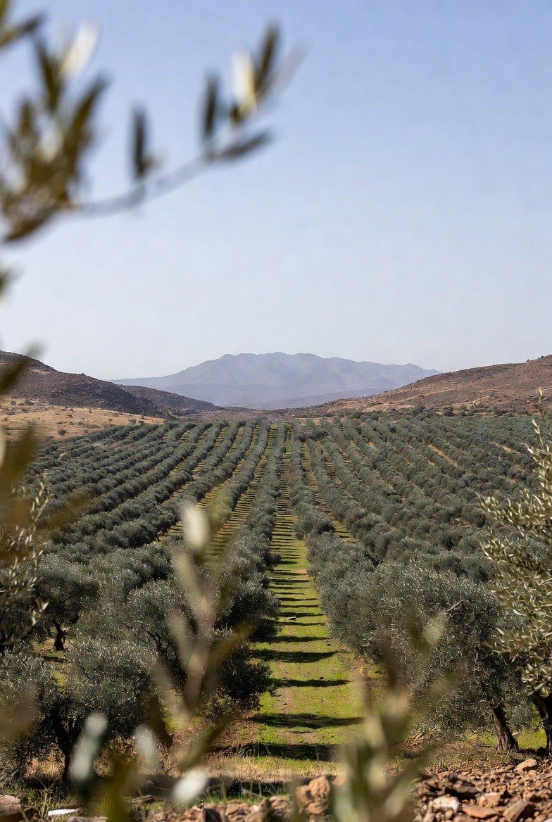 عُمان تبرم اتفاقية استراتيجية مع شركة GOC لاستثمار أراضي ظفار في أكبر مشروع لزراعة مليون شجرة زيتون