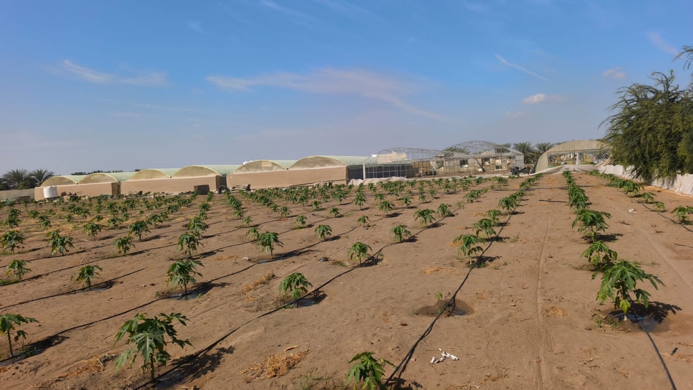 عُمان تطلق 23 فرصة استثمارية كبرى في الأراضي الزراعية بجنوب الباطنة لدعم الأمن الغذائي