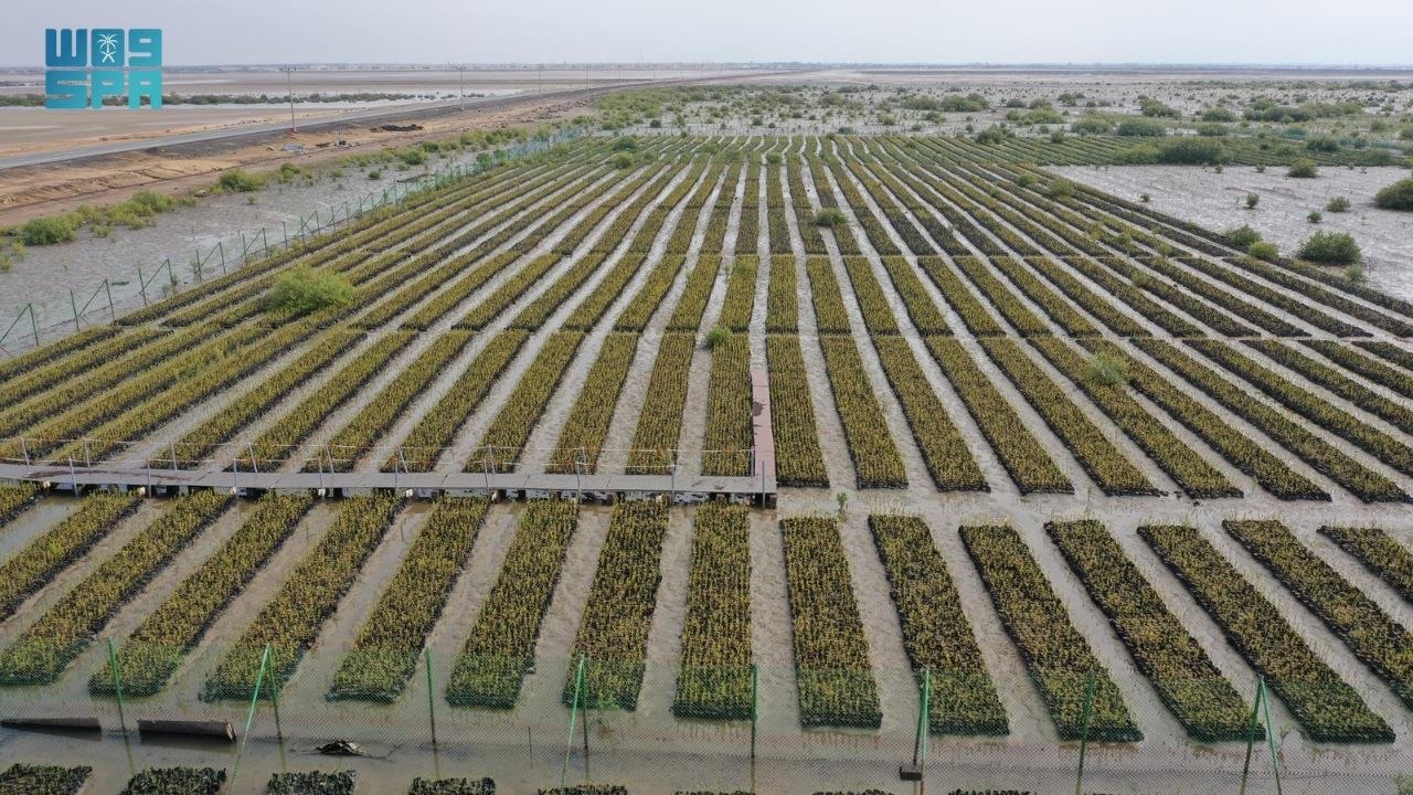 السعودية تعيد مليون هكتار إلى الخريطة الخضراء وتُعزّز الاستدامة البيئية العالمية